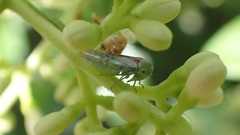 Viridicerus ustulatus