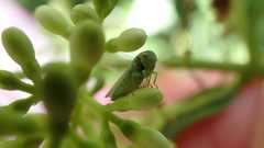 Viridicerus ustulatus