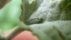 Viridicerus ustulatus