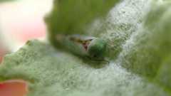 Viridicerus ustulatus