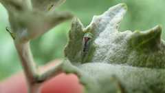 Viridicerus ustulatus