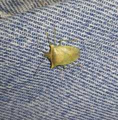 Arvelius albopunctatus