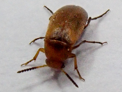 Anaspis flava