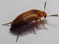 Anaspis flava