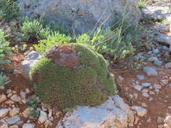 Acantholimon libanoticum