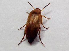 Anaspis flava