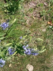 Veronica teucrium