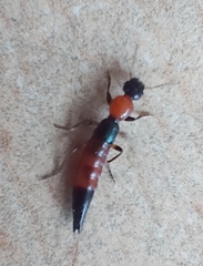 Parameropaederus lusitanicus