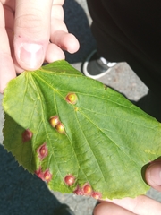 Didymomyia tiliacea