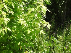 Acer negundo