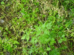 Chaerophyllum temulum
