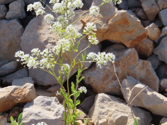 Peltaria angustifolia