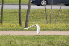 Chroicocephalus ridibundus