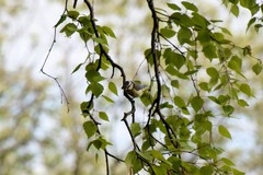 Cyanistes caeruleus