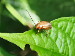 Sinoluperus subcostatus