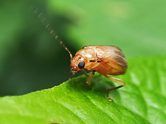 Sinoluperus subcostatus