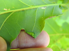 Macrodiplosis pustularis