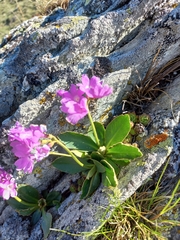 Primula pedemontana
