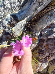 Primula pedemontana