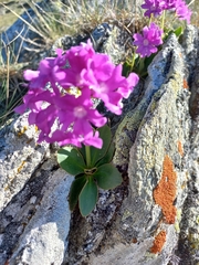 Primula pedemontana
