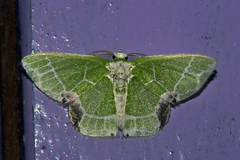 Protuliocnemis castalaria