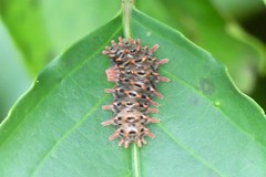 Histia flabellicornis