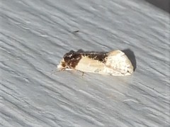 Henricus edwardsiana