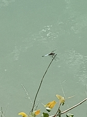 Orthetrum albistylum