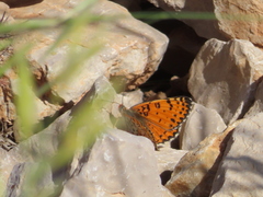 Melitaea acentria