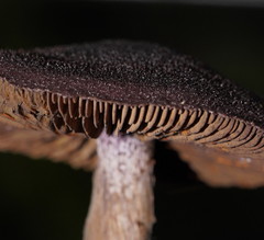 Cortinarius kioloensis