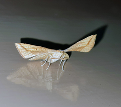 Corymica arnearia