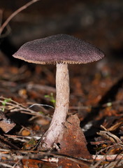 Cortinarius kioloensis