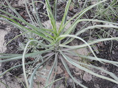 Pseudopodospermum molle