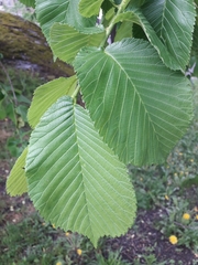 Ulmus glabra