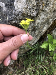 Erysimum rhaeticum