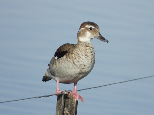 Ringed Teal, photo 4 of 9