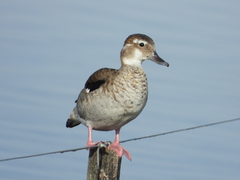 Ringed Teal photo 3
