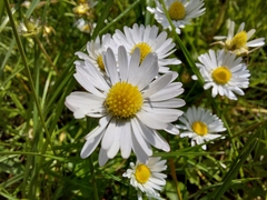 Bellis perennis