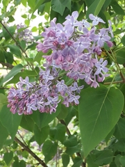 Syringa vulgaris