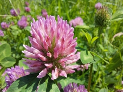 Trifolium pratense