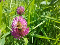 Apis mellifera
