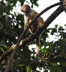 Cebus trinitatis