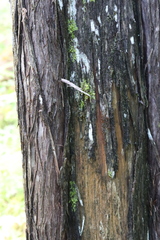 Pseudocyphellaria holarctica