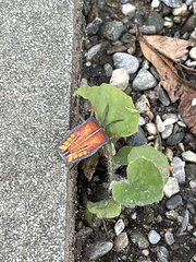 Tessaratoma papillosa