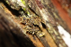 Pseudocyphellaria holarctica