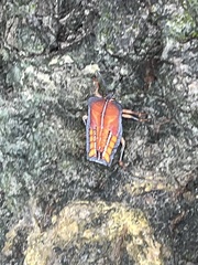 Tessaratoma papillosa