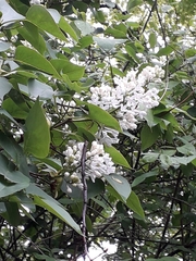 Syringa vulgaris