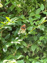Aglais urticae