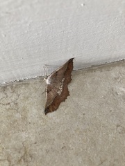 Drepanogynis mixtaria