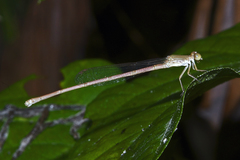 Ceriagrion olivaceum